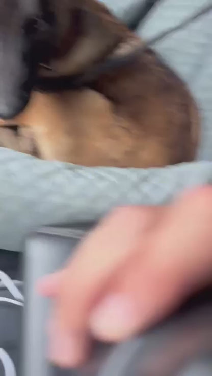 HydroPup™ – Portable Dog Water Bottle By – BERZ
